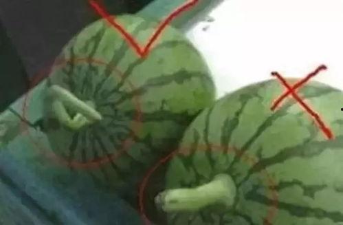 吃瓜神器西瓜刀怎么用视频,轻松开启夏日吃瓜新体验