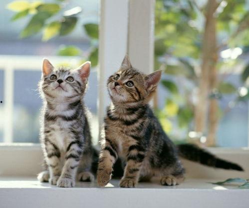 猫咪吃瓜集锦视频,猫咪吃瓜集锦欢乐多