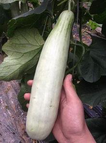 最新的网红吃瓜视频,揭秘娱乐圈最新热点事件!