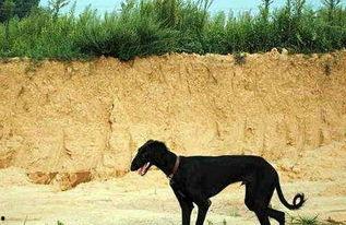 细狗程女士吃瓜视频,揭秘娱乐圈幕后真相