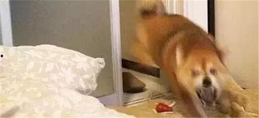 小汪肌视频吃瓜,揭秘娱乐圈幕后故事