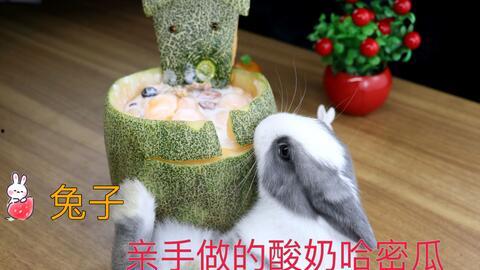 小兔子吃哈密瓜会死吗视频,揭秘致命真相