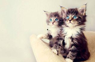 小猫咪学人吃瓜视频,小猫咪学人吃瓜萌态十足