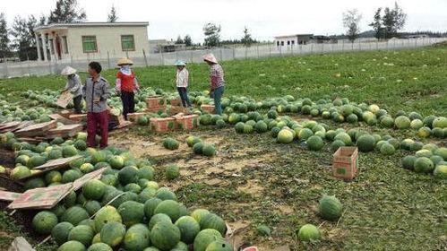 河北定州凤翔园吃瓜视频,夏日消暑新风尚