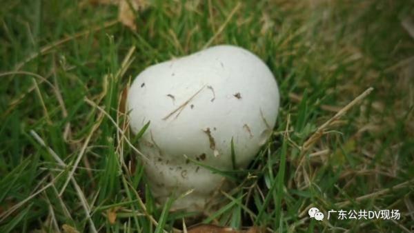 吃瓜被键盘侠颠倒的视频,键盘侠颠倒视频真相揭秘