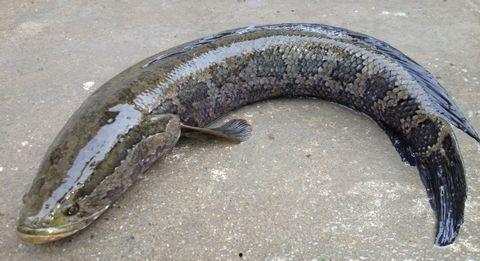 黑鱼视频吃瓜视频下载,揭秘热门视频平台幕后操作