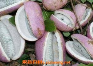 河马吃八月瓜视频播放,八月瓜美食盛宴