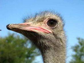 鸵鸟会吃佛手瓜吗视频讲解,鸵鸟会吃佛手瓜吗?