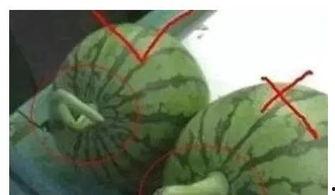 西瓜头特效吃瓜视频,趣味横生,带你领略视觉盛宴