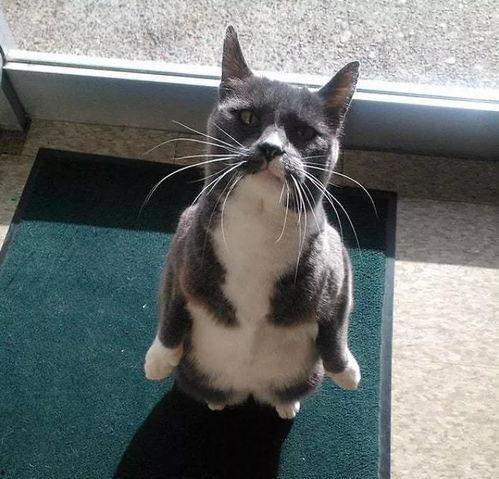 我是吃瓜猫咪视频,揭秘我是吃瓜猫咪的趣味瞬间