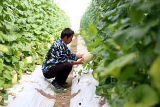 国庆节吃瓜视频,笑料百出,欢乐无限