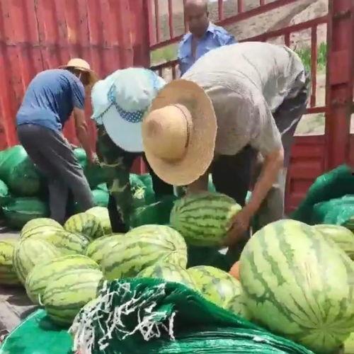 青平吃瓜群众事件视频大全,视频大全背后的热议与真相