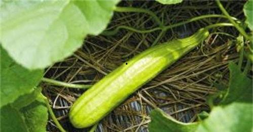 吃白瓜的小妙招有哪些视频,这些小妙招视频让你轻松上手