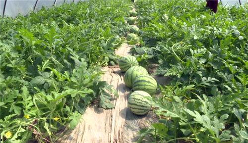 肥乡最新吃瓜事件视频,揭秘最新视频背后的惊人真相