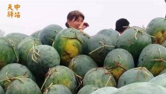 永清吃瓜现场视频,一场全民围观的热闹盛宴